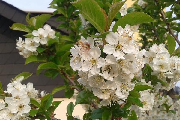 2023年4月11日入宅日怎么样 是入宅最佳日期吗