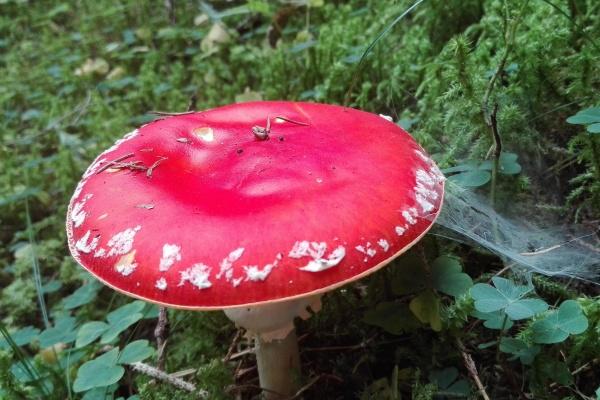 摩羯男真正动心了的表现，摩羯男喜欢一个人的表现