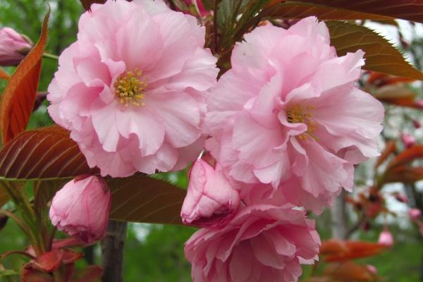 十二星座2023年6月份事业运势排名  你排第几？  　　