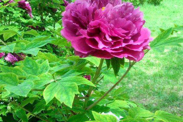 2023年5月19日适合装修吗 是不是黄道吉日