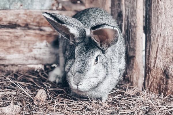 苏珊米勒 12星座本周运势详解4.10-4.16