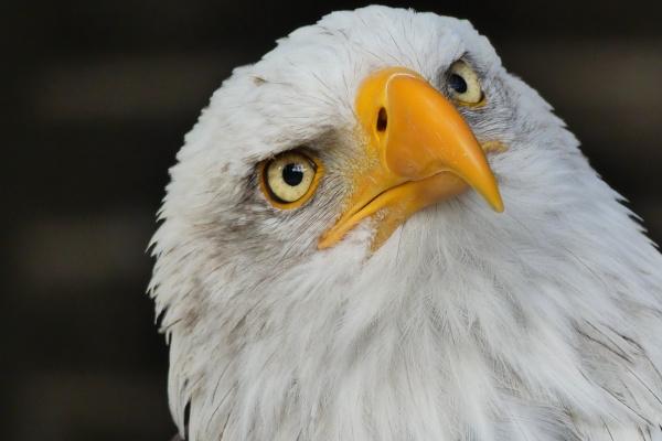 狂月天时 每日星座运势4.15