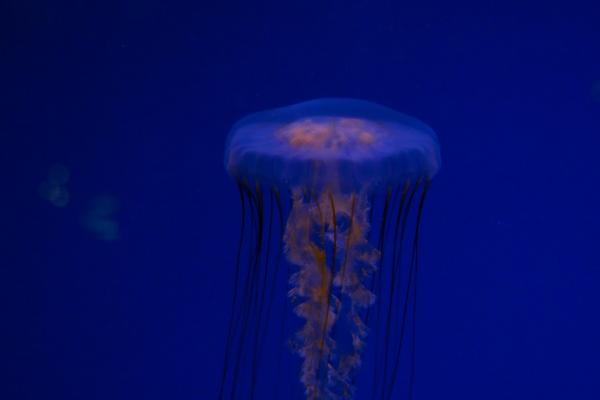 闹闹女巫 巨蟹关注生产安全 摩羯合理分配时间