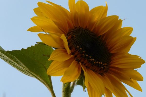 闹闹女巫 12星座今日运势:处女注意消化系统 狮子适合分析问题