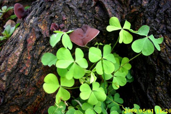 2023年5月23日装修好不好 是装修的吉利日子吗