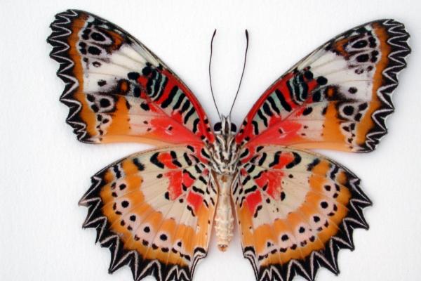 2023年5月2日可以开业吗 是不是黄道吉日