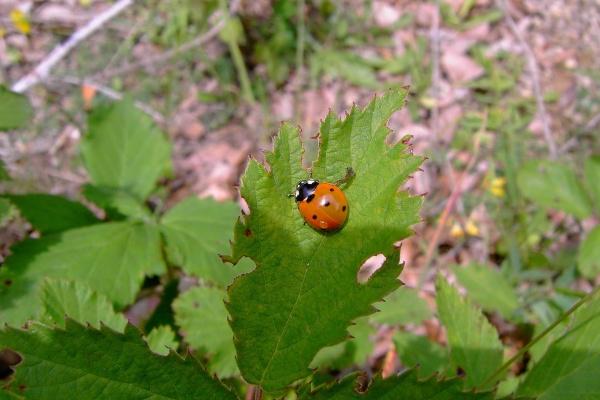 十二星座2023年9月份桃花运势排行  第一名是谁