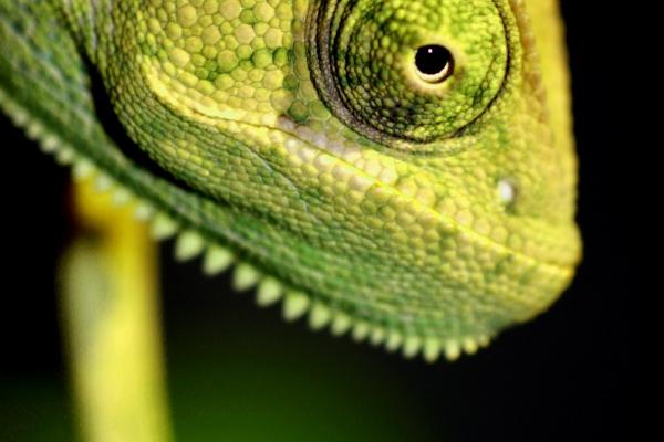 苏珊米勒 12星座今日运势4.18