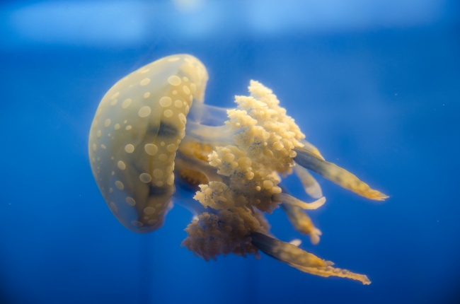 闹闹女巫 12星座本周运势详解0424~0430