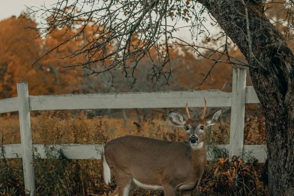 双鱼女让异性不敢追 是因为双鱼女迷人又难追吗