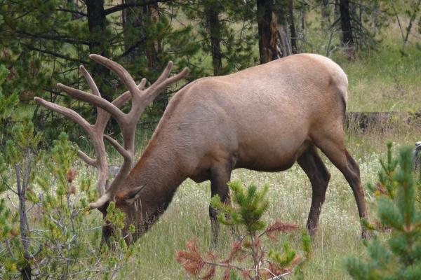 2023年5月31日结婚黄道吉日 是不是吉利好日子
