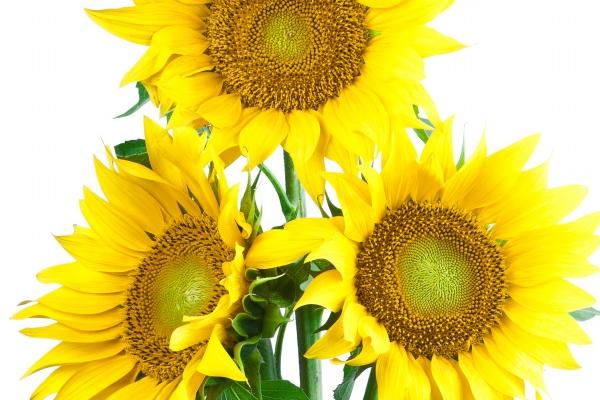 苏珊米勒 今日星座运势查询4.26