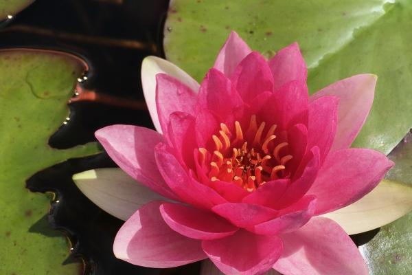 苏珊大妈射手座2023年5月运势详解