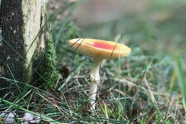 水瓶座2023年学业运6月情况 土星逆行影响严重?