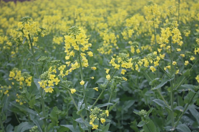 兔年虎月出生的人命运怎样 运势分析