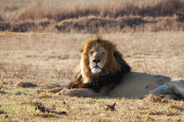 苏珊大妈天蝎座2023年5月运势详解