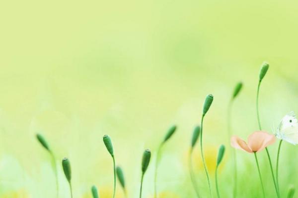 2023属兔的命运 生肖兔宝宝是什么命