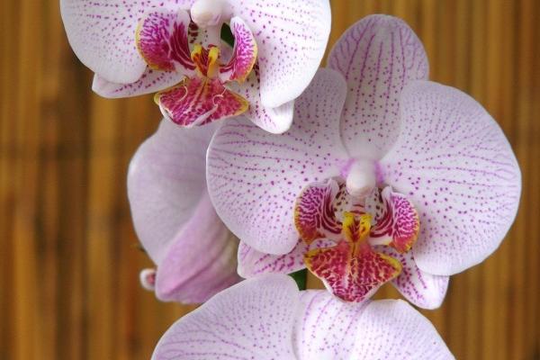 2023年5月11日结婚黄道吉日 是不是吉祥的日子