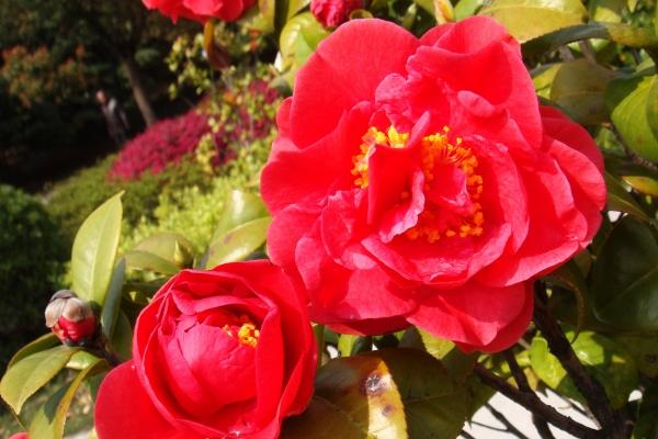 2023年5月4日提车好吗 青年节可以提车吗