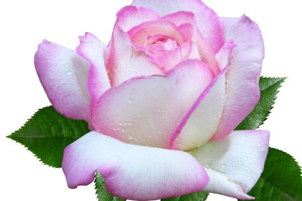 摩羯座5月份运势2023年 2023年5月摩羯座运势详解