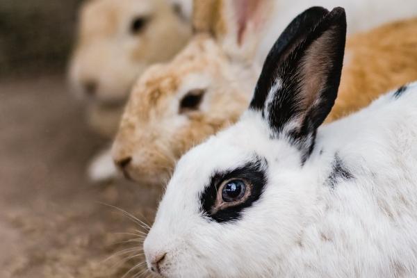 苏珊米勒 星座运势查询 4.22-4.23