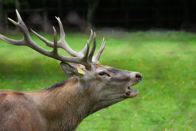 判答 双鱼座2023年5月运势详解