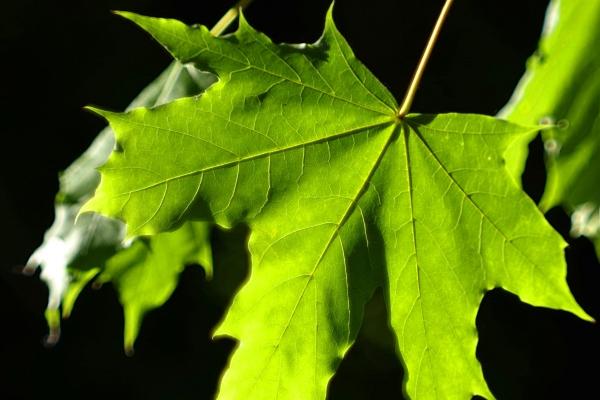 2023年射手座事业运势详解 2023年射手座工作运如何