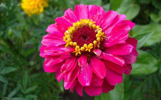 狮子结婚率最高的星座 他们眼光很高?