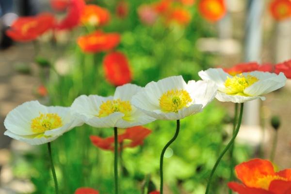 2023年三伏贴的贴敷时间 2023冬病夏治三伏贴