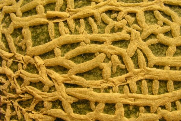 2023年木星进白羊座 白羊运势如何发展？