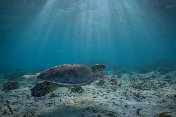 属虎哪个时辰出生最好命运 有福气命的时辰