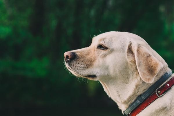 闹闹女巫 12星座本周运势详解0508-0514