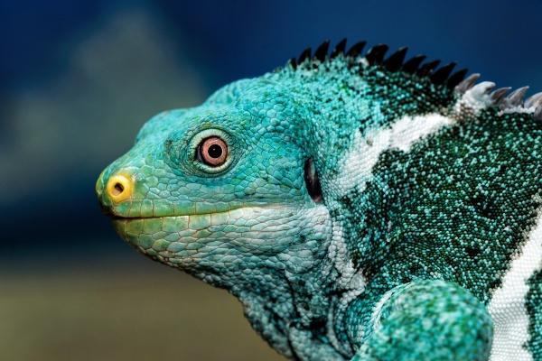 唐立淇 12星座一周运势2023.5.08—5.14