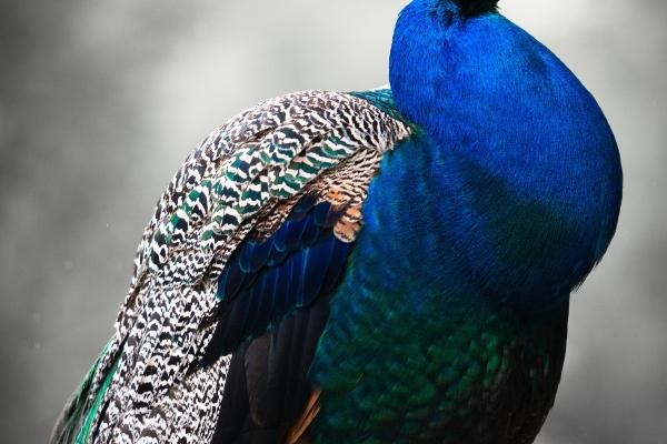 2023年金牛座健康运7月运程详解 不能外出?