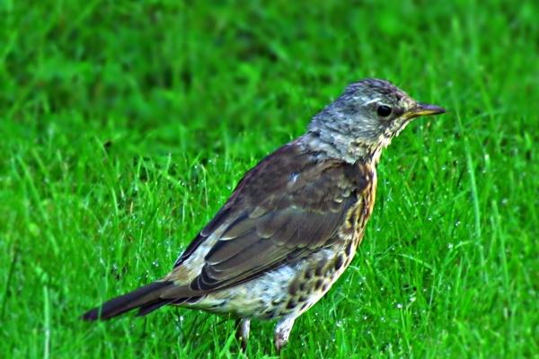 唐立淇 每日12星座运势5.9