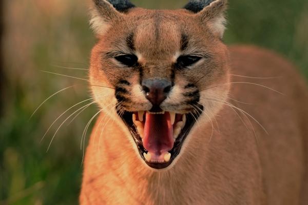 越冷淡越容易让这3星座男上瘾!天生找虐体质