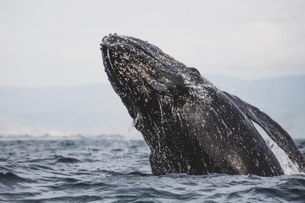 2023年6月8日可以结婚吗 今日嫁娶日子好不好