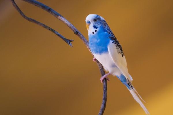 唐立淇 每日12星座运势5.12