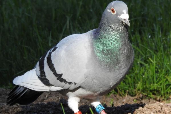 闹闹女巫 12星座周运重要星象0515-0521