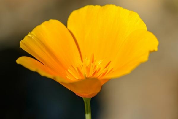 2023年6月24日可以结婚吗 是不是吉祥的日子