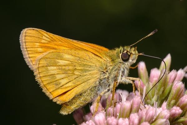 2023年6月8日适合领证吗 领证的好日子吗