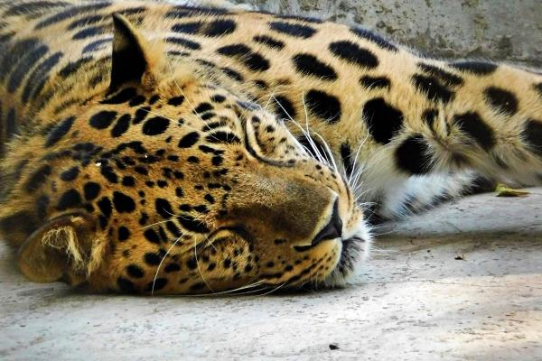 熬过6月,4大星座桃花盛开,苦尽甘来,会先赢得真爱