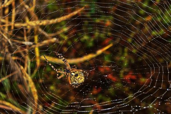 在婚姻中被爱人宠得有恃无恐的星座女!注意收敛脾气