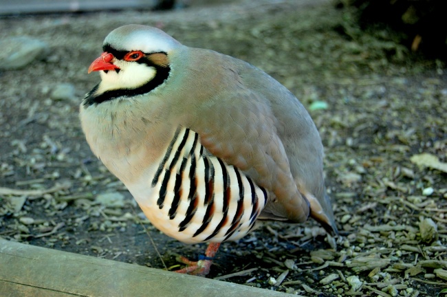 苏珊米勒 今日星座运势查询5.17