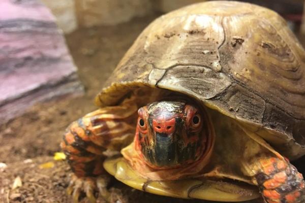 2023年5月20日宜嫁娶吗 这天宜结婚吗