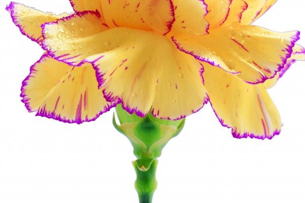 苏珊米勒 今日星座运势查询5.18