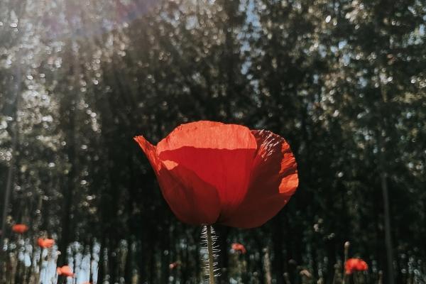 2023年金牛座贵人运7月运程详解 星象顺畅有好运!