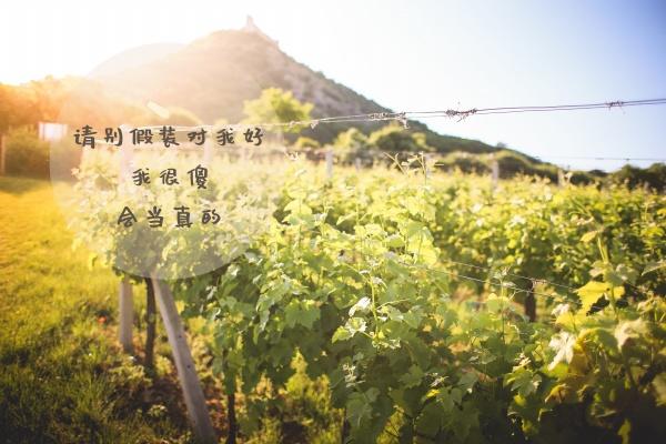 苏珊大妈白羊座2023年6月运势详解