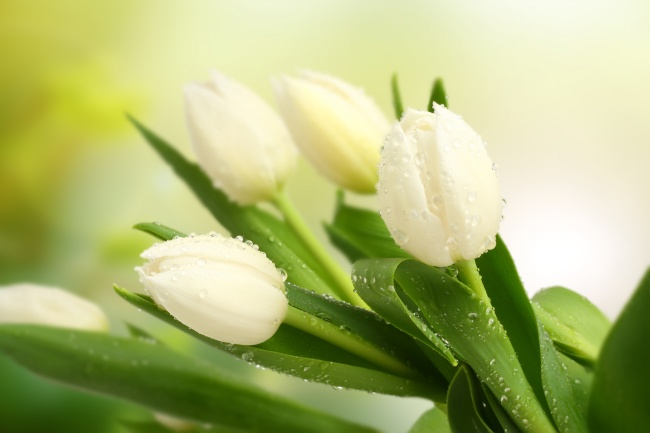 闹闹女巫 0520十二星座今日运势