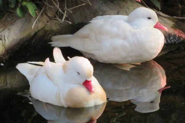 2023年水瓶座下半年太可怕了 将面临很多的挑战